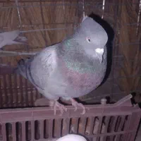 کفتر معاوضه|پرنده|نرماشیر, |دیوار