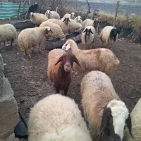 میش  بره|حیوانات مزرعه|گوآور, |دیوار