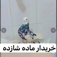 شازده هما ماده
