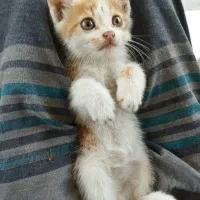 گربه ملوس بازی گوش