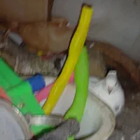 کبوتر|خزنده|اندیمشک, |دیوار