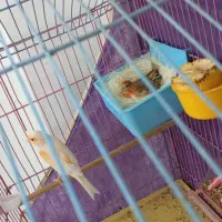 نرماده قناری و عروس هلندی آماده|پرنده|کرمان, |دیوار