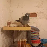 دوبر نر و ماده