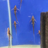 تیم نظافت آکواریوم کوریدوراس  انواع کت خاص شارژ شد|ماهی|مشهد, فاطمیه|دیوار