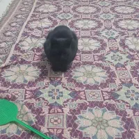 واگذاری گربه ژاپنی