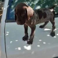 توله شکاری المان