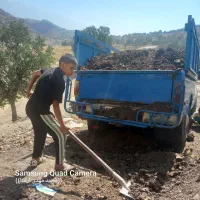 کود حیوانی وگاوی