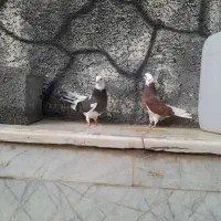 کبوتر تهرانی|پرنده|اصفهان, همدانیان|دیوار