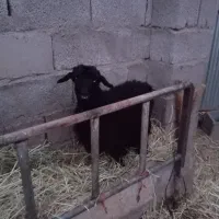 بز بزغاله|حیوانات مزرعه|جعفرآباد, |دیوار