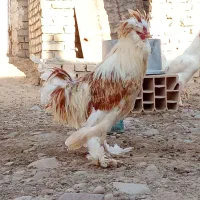 مرغ خروس سلطان فروش فوری