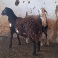 بره افشاری پروارشده