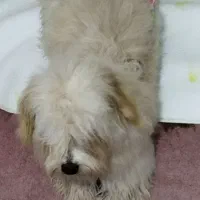 سگنژادشیتزوکراس،ونژاداشپیزپامر|سگ|شیراز, داریون|دیوار