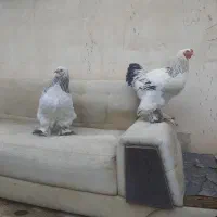 مرغ و خروس برهما