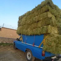 کاه برنج کاه جو یونجه علف|حیوانات مزرعه|حویق, |دیوار