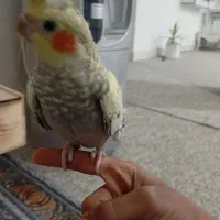 عروس هلندی|پرنده|لامرد, |دیوار