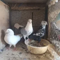 کبوتر