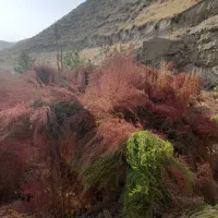 جارو|لوازم نظافت|مشهد, همت آباد|دیوار