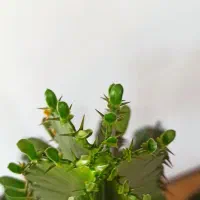 کاکتوس|گل و گیاه طبیعی|شهرکرد, |دیوار