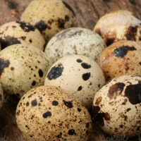 ظرف بسته بندی|ظروف نگهدارنده، پلاستیکی، یک‌بارمصرف|فردیس, نگارستان|دیوار