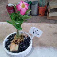 بنسای ادونیوم
