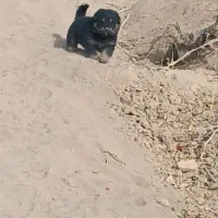 توله سگ روتوایلر