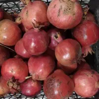 انار تازه