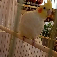 عروس هلندی جوجه