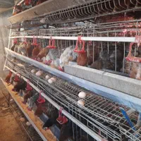 قفس مرغ|لوازم جانبی حیوانات|رامشیر, |دیوار