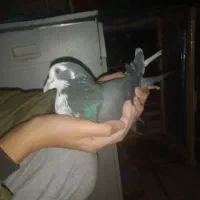 کفتر|پرنده|نیشابور, میدون بار|دیوار