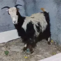 بز . بزغاله آبستن دو قلو جنس دار استثنایی|حیوانات مزرعه|تهران, افسریه شمالی|دیوار