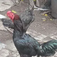 تخم لاری|حیوانات مزرعه|کوچصفهان, |دیوار