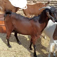دو عدد گیسه شیرا