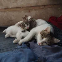 واگذاری گربه مادر و بچه|گربه|خرم‌آباد, |دیوار