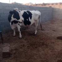 سلام کاوه هلشتاین|حیوانات مزرعه|زاویه, |دیوار