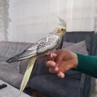 عروس هلندی|پرنده|کلارآباد, |دیوار