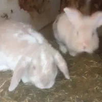 خرگوش گوگولی|موش و خرگوش|رشت, جانبازان|دیوار