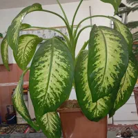 گل خوش رنگ قشنگ|گل و گیاه طبیعی|بوکان, |دیوار