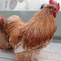 مرغ و خروس کوشین