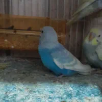پرنده