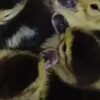 جوجه اردک  اسرایلی ۳ روزه در سنگر