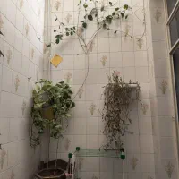 گل طبیعی|گل و گیاه طبیعی|یزد, |دیوار