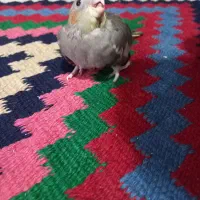 جوجه عروس هلندی