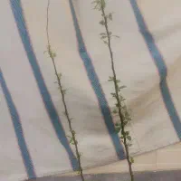 موتور نهال در خت سیب زرد