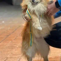 پامر ،گمشده