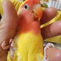 طوطی کوتوله برزیلی|پرنده|تهران, خاوران|دیوار