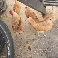 سبرایت|حیوانات مزرعه|تهران, قزل قلعه|دیوار
