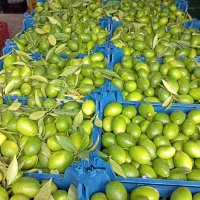 لیمو ترش لایم کوات|خوردنی و آشامیدنی|تهران, مجیدیه|دیوار