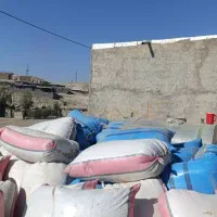 کاه امسال