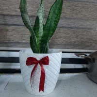 گل سانسوریا