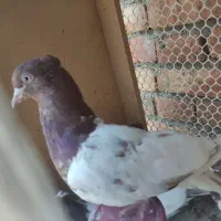کله ای جوانه نر